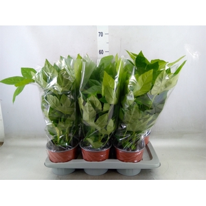 Fatsia japonica   ...