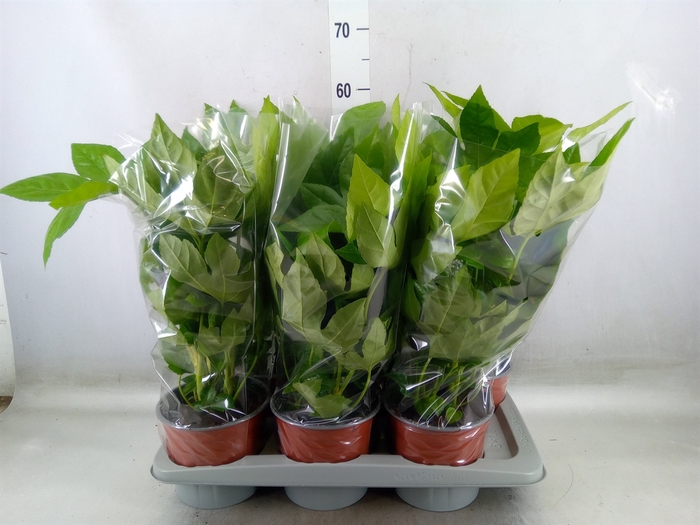 <h4>Fatsia japonica   ...</h4>