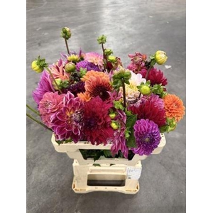Dahlia Gem