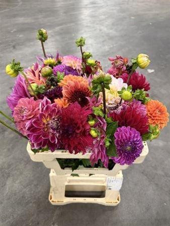 <h4>Dahlia Gem</h4>