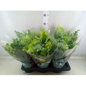 Phlebodium aureum 'Davana'