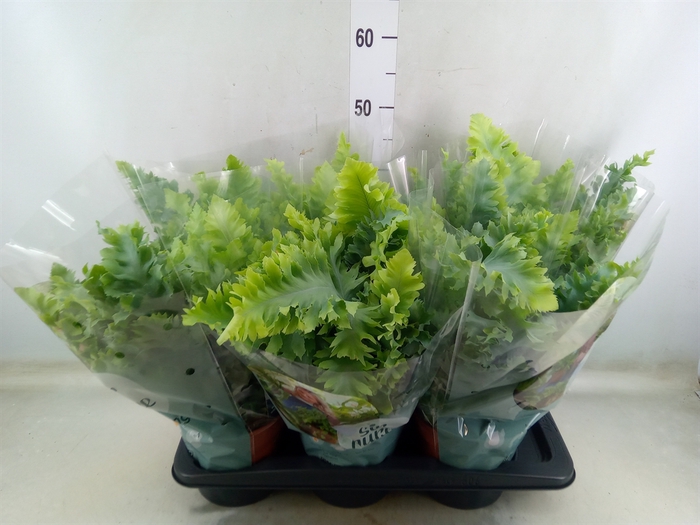 <h4>Phlebodium aureum 'Davana'</h4>