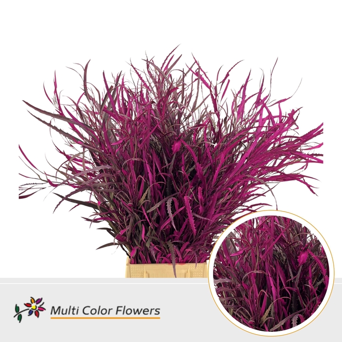 <h4>Grevillea Erica</h4>