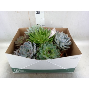 Arr.  Succulents L%