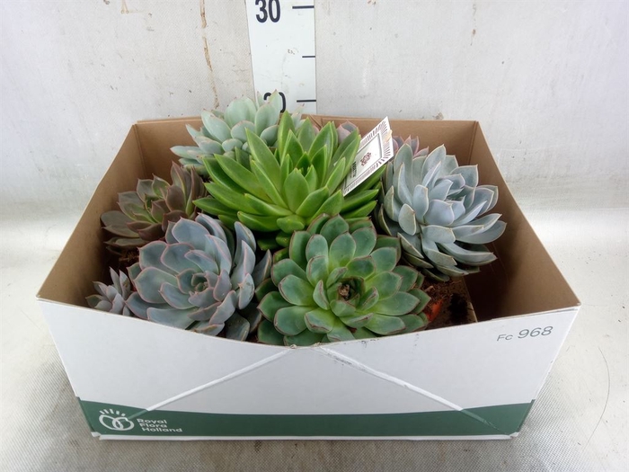<h4>Arr.  Succulents L%</h4>