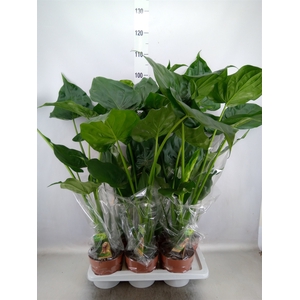 Alocasia cucullata