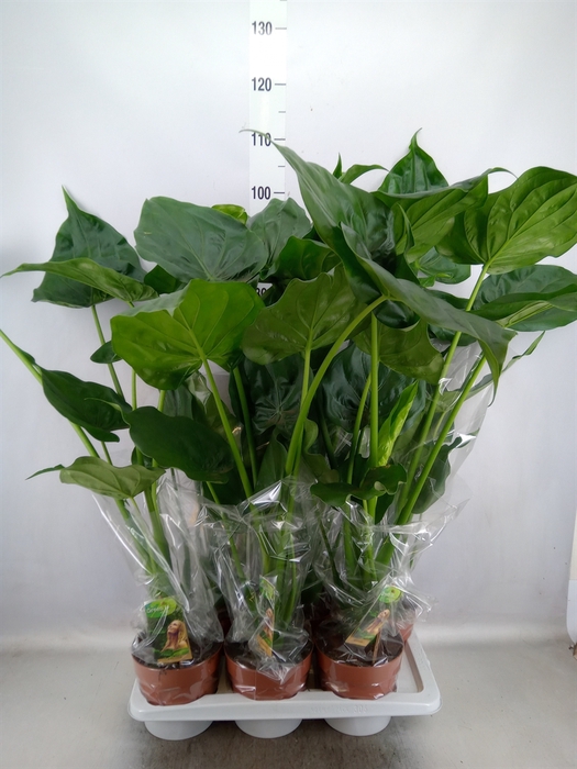 Alocasia cucullata