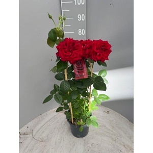 ROSA FL GRAND SELECT