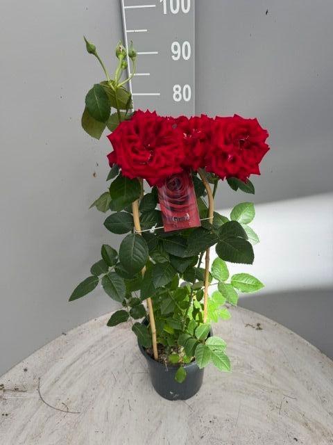 <h4>ROSA FL GRAND SELECT</h4>