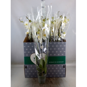 Phalaenopsis   ...white
