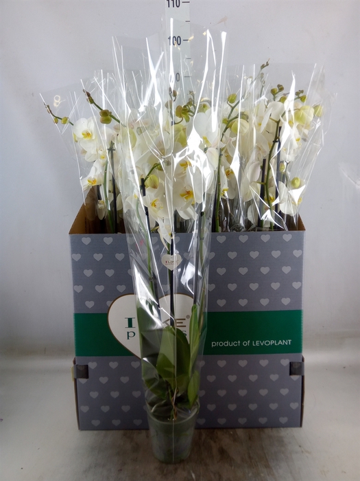 <h4>Phalaenopsis   ...white</h4>