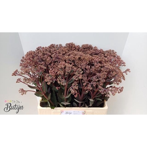 SEDUM MATRONA