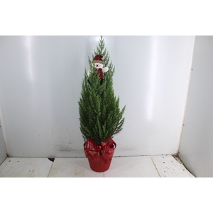 COQ. PLANTAS ORN. T4