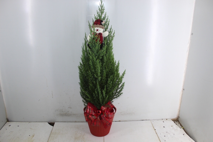 COQ. PLANTAS ORN. T4