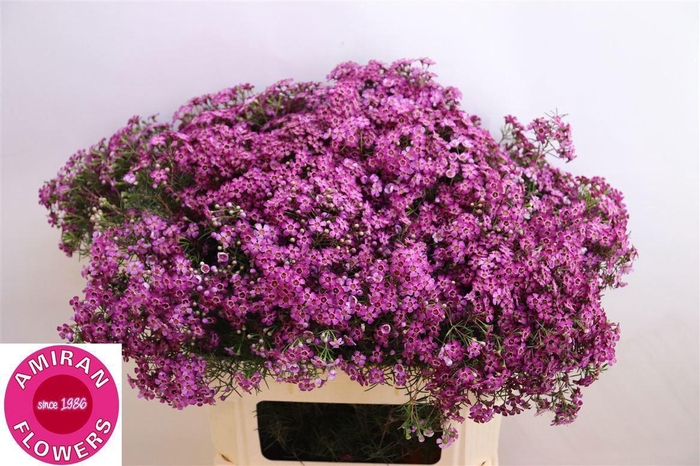 <h4>CHAME UN GRA JUPITER</h4>