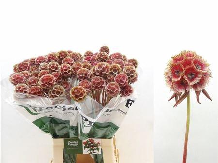 <h4>Scabiosa St Klbh Red</h4>