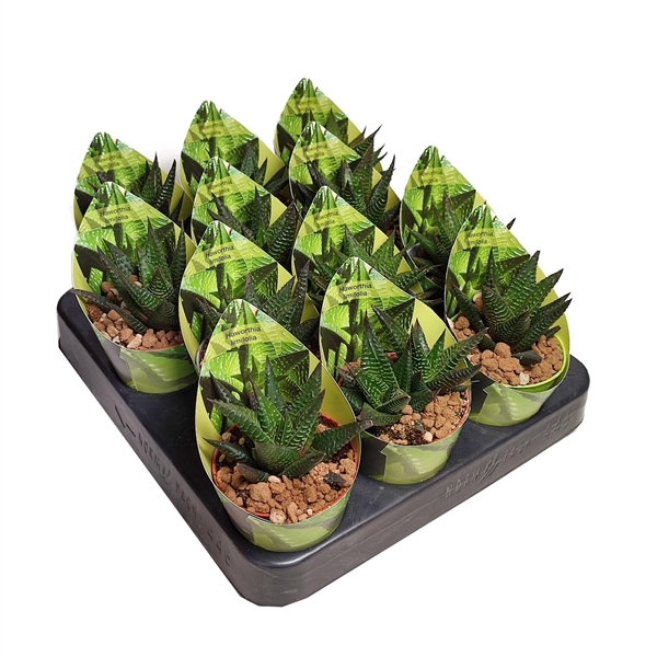 <h4>HAWORTHIA LIMIFOLIA - POT Ø 6,5 WITH POTCOVER (SUCCULENTEN)</h4>