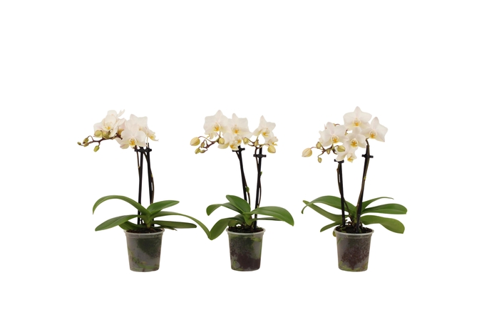 <h4>Phal Tiny Dolls Wit 2T12+ zonder Aqu@</h4>