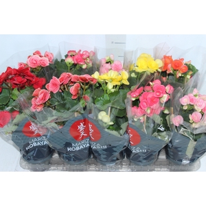 BEGONIA P11