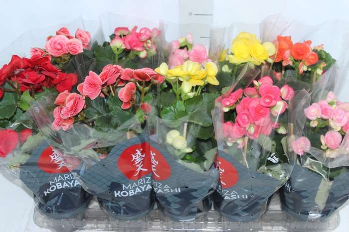 <h4>BEGONIA P11</h4>