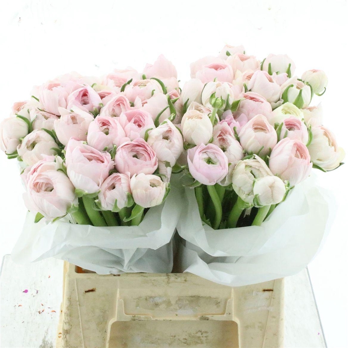 <h4>Ran Su Hanoi Pink Extra</h4>