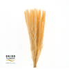 Dried Bleached Cortaderia Fluffy Salmon