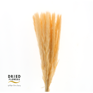 Dried Bleached Cortaderia Fluffy Salmon