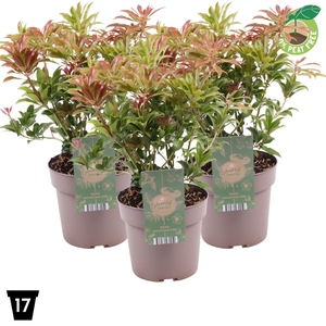 Pieris japonica Mountain Fire