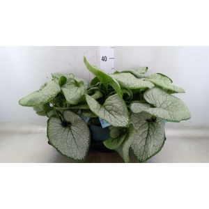 Brunnera macrophylla   ...