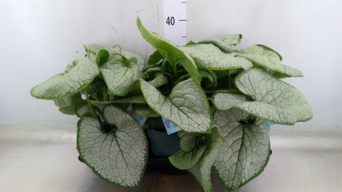 <h4>Brunnera macrophylla   ...</h4>