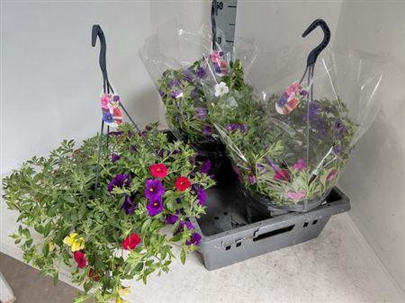 <h4>Calib Minif Gem Pot</h4>