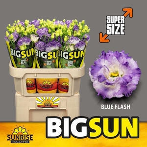 EUST BIG SUN G ALISSA BLUE FL