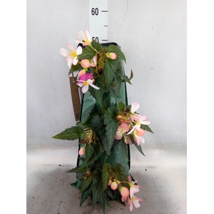 Begonia