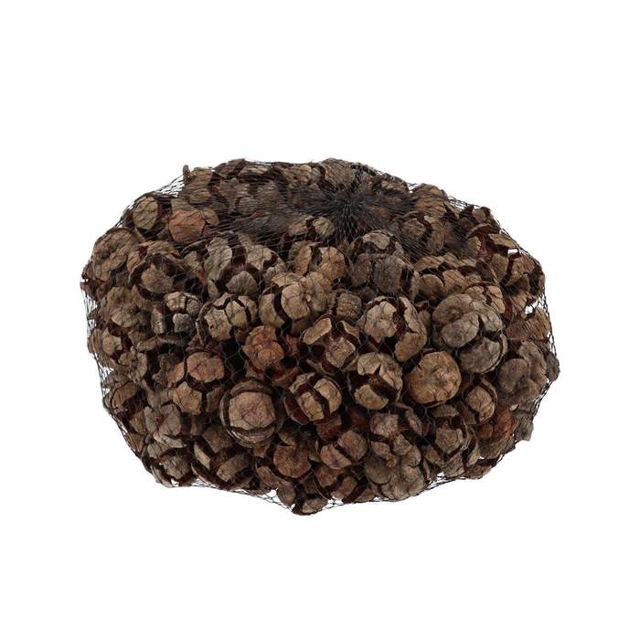 <h4>Nature Cypresse Natural P/kg</h4>