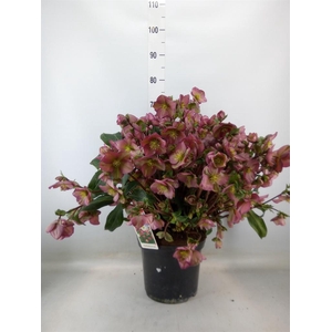 Helleborus   ...