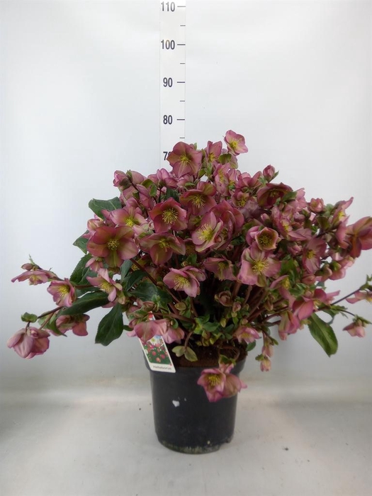 <h4>Helleborus   ...</h4>