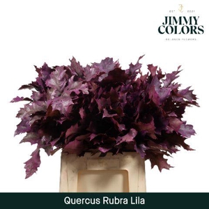 Quercus Rubra L60 Lila