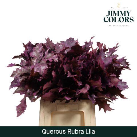 <h4>Quercus Rubra L60 Lila</h4>