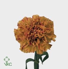 DI ST MOLLY ROSA MARRONE