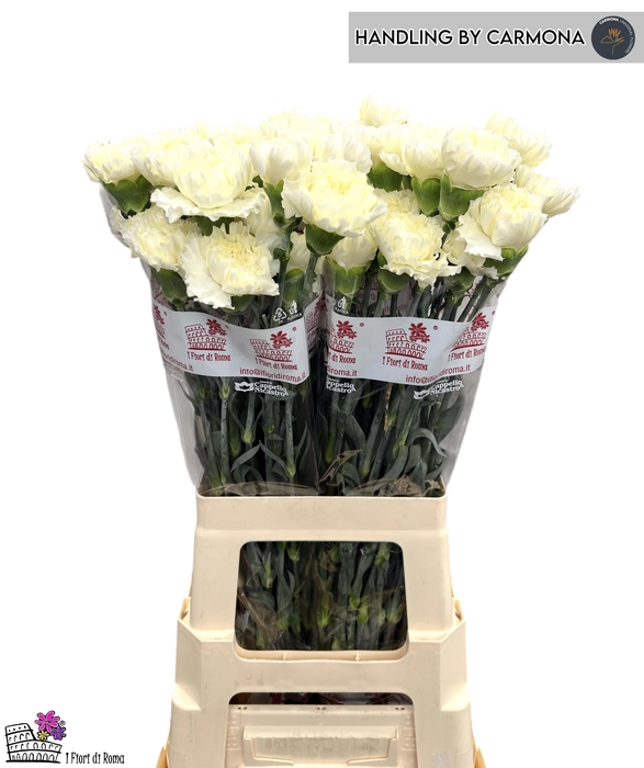 <h4>DI ST DILETTA CREMA</h4>