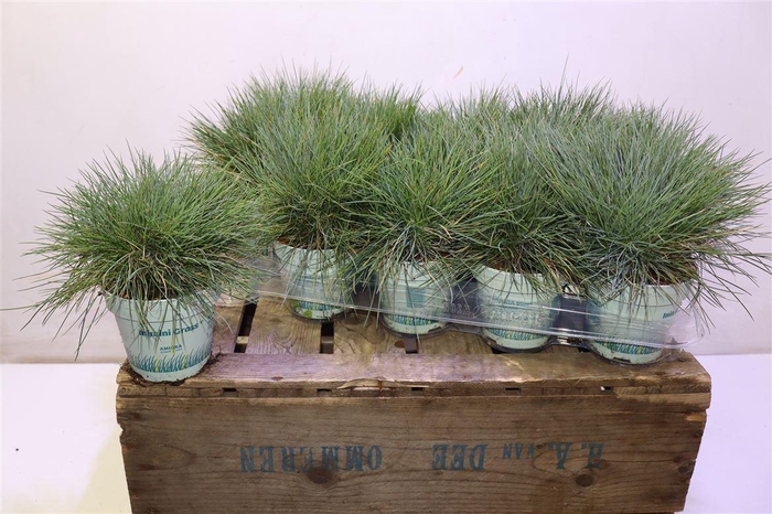 <h4>arr8 Fest Gl Compact Blue</h4>