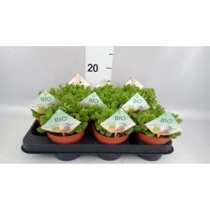 Cotyledon tome. ladys.