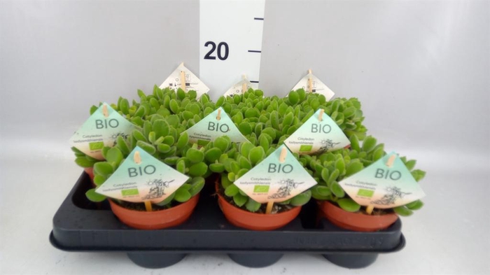 <h4>Cotyledon tome. ladys.</h4>