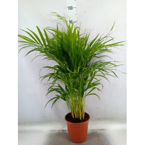 Dypsis lutescens   ...Chrysalidoca