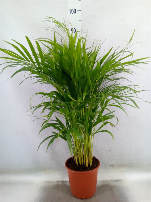 <h4>Dypsis lutescens   ...Chrysalidoca</h4>