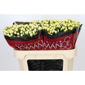 Hypericum Cool Romance