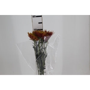 ANASTASIA CHISPA 070 CM