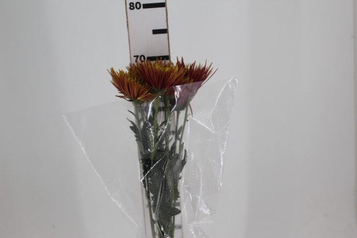 <h4>ANASTASIA CHISPA 070 CM</h4>