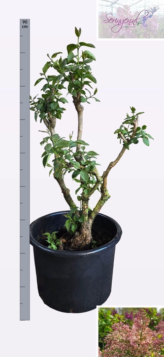 <h4>SYRI V LUCIE BALTET</h4>