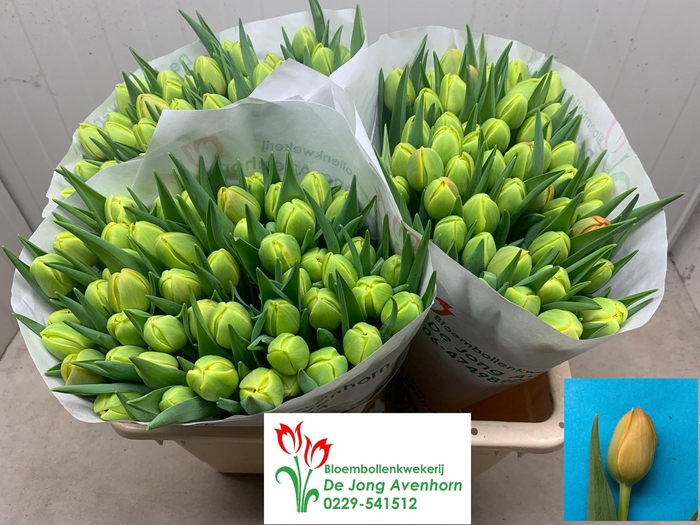 <h4>TU DU ICOON</h4>